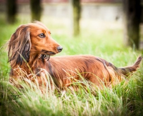 Canil Boa Barba Dachshund Pelo Longo Lola, ensaio externo em pelotas, thabia padoin, ftografia de estimação