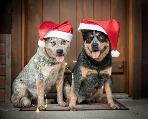 Australian Cattle Dog, Boiadeiro Australiano, Thabia