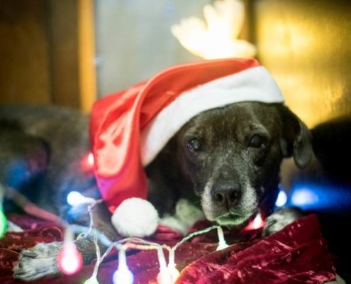 Thabia, ensaio de natal