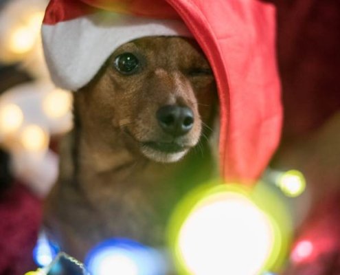 Thabia, fotos cães natal