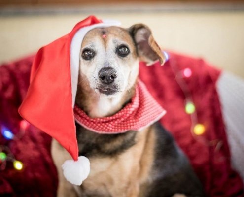 Thabia, ensaio fotos cães e família